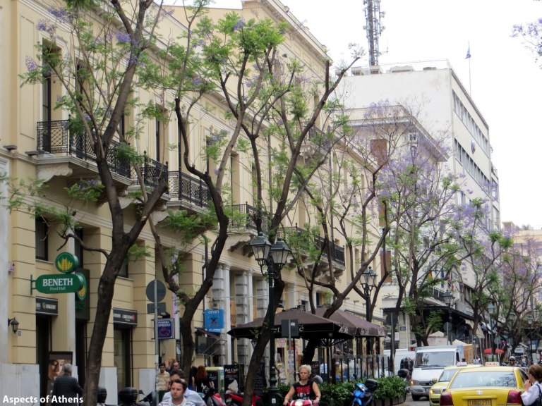 Jacarandas in Athinas street